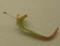 Drosera brevicornis